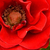 Rdeča - Mini - pritlikave vrtnice - Roma